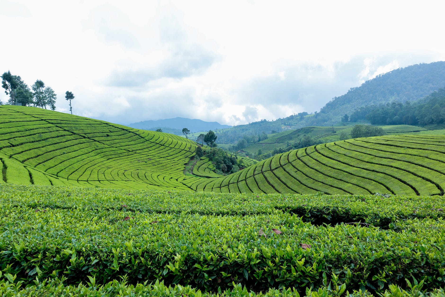 beautiful scenery of tea plantation